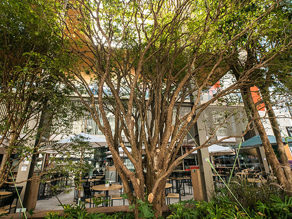 Árvores no PZ Ecomall em Balneário Camboriú. Espaço aberto, ao ar livre e com muita natureza envolvida.